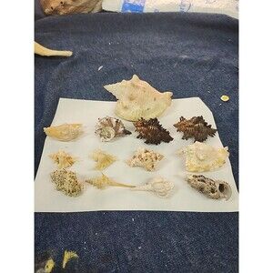 VTG Seashells Murex Variety Spiny Lot Of 13